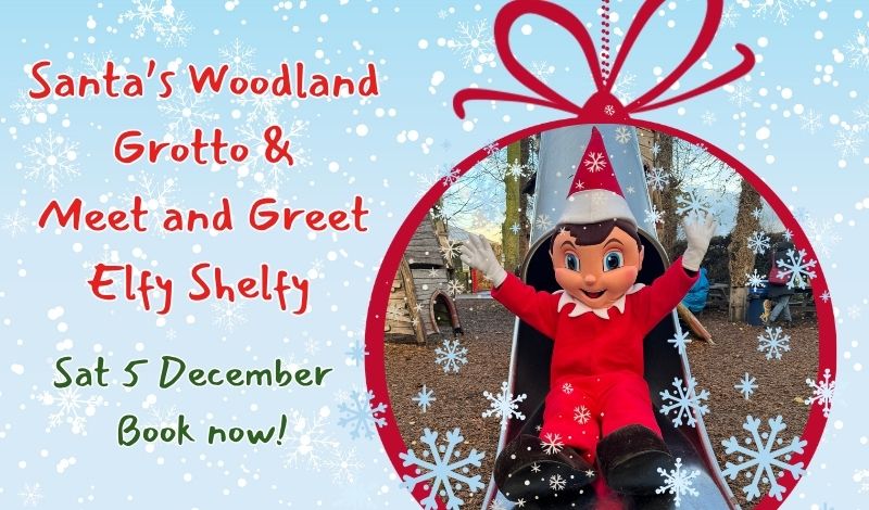 Meet and Greet Elfy Shelfy - Sat 5 December article image